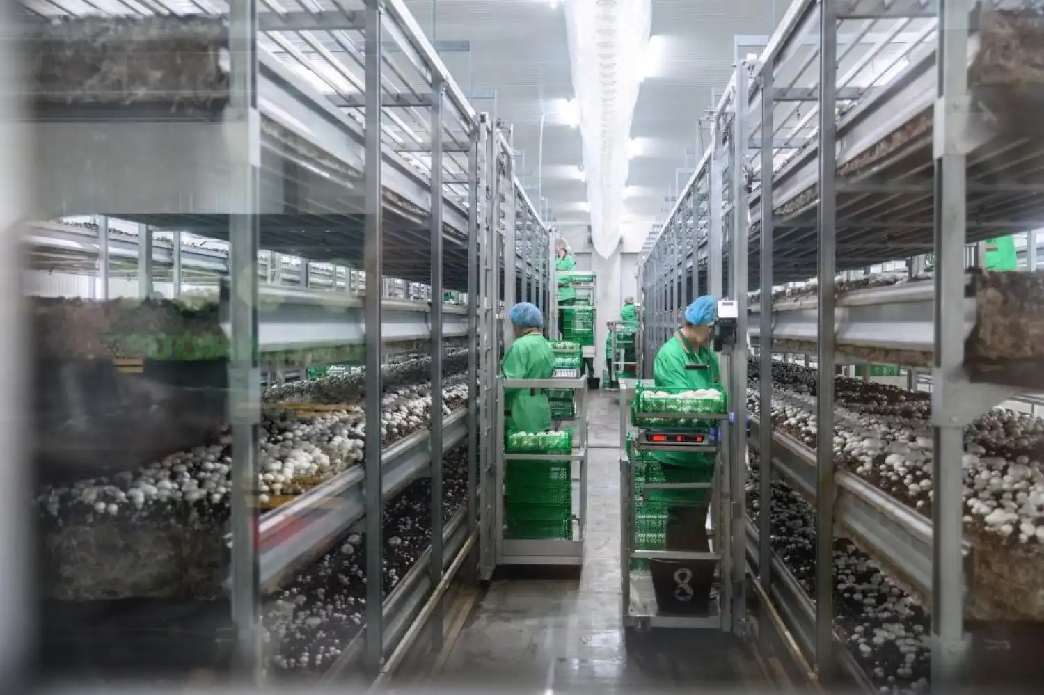 СҚО-да ең ірі саңырауқұлақ фермасы жұмыс істеп тұр