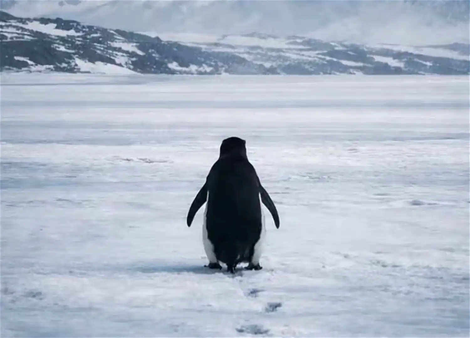 20 жыл өткен соң желіде «жұлдыз» болған пингвин